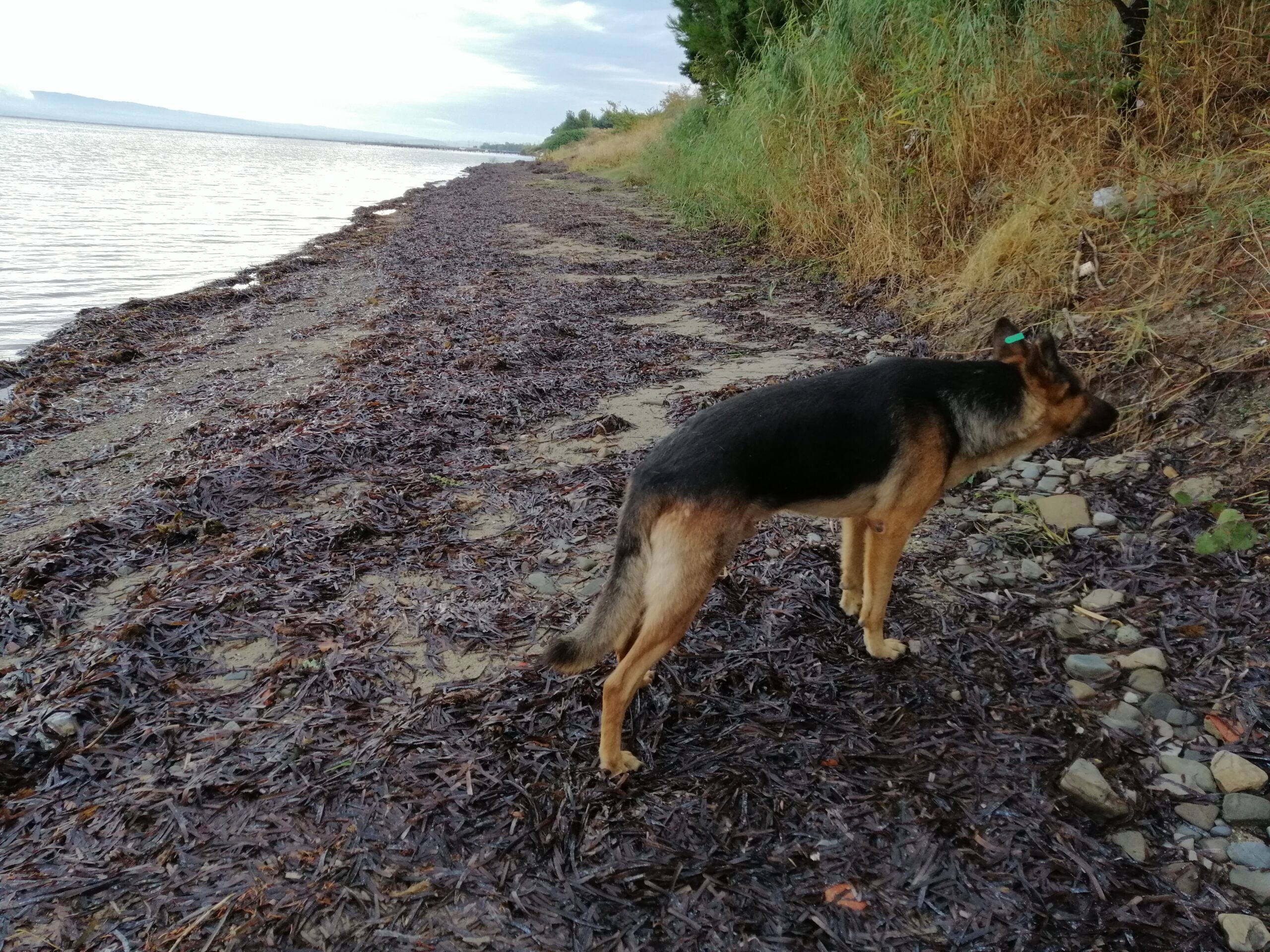 hAVhAV Dizisi~3: Paçayı Kurtarmak İçin Kaçarken Kan Ter İçinde Kalmak