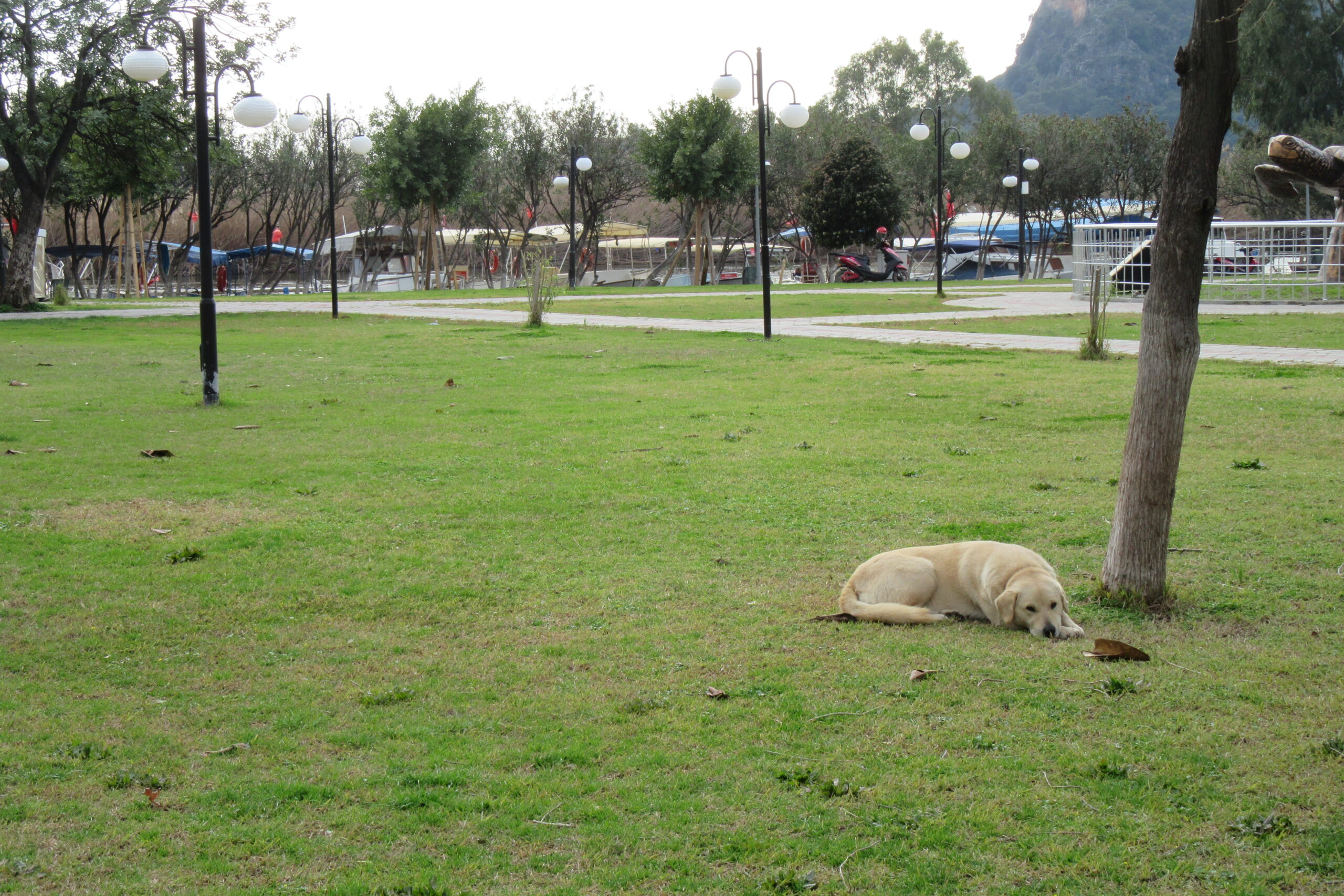 hAVhAV Dizisi~9: Bir Köpeğin Küp Gibi Sağır Olduğu Nasıl Anlaşılır?