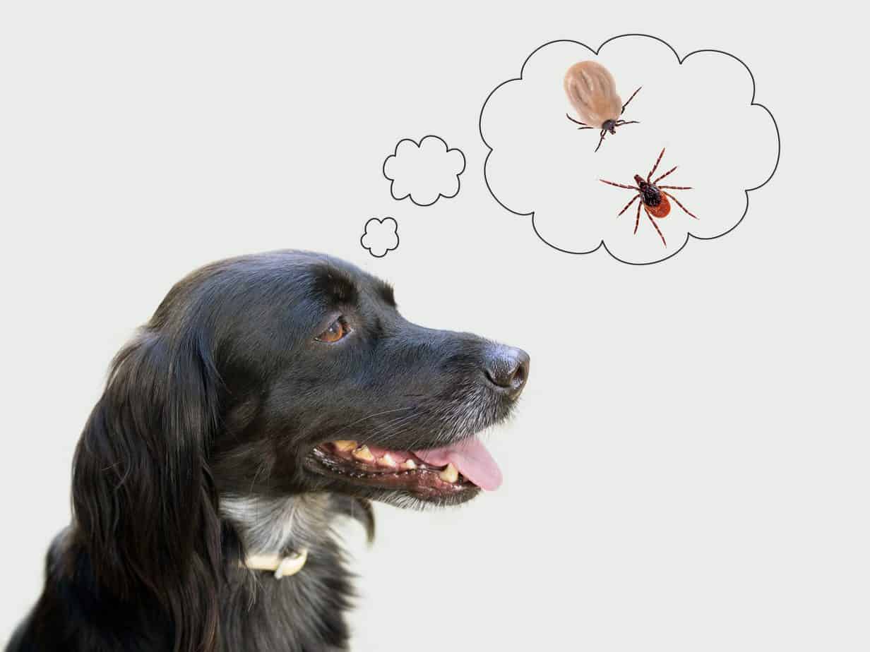 Kenelerden Kaçınmak İçin Permethrin Kremi Çözüm mü?