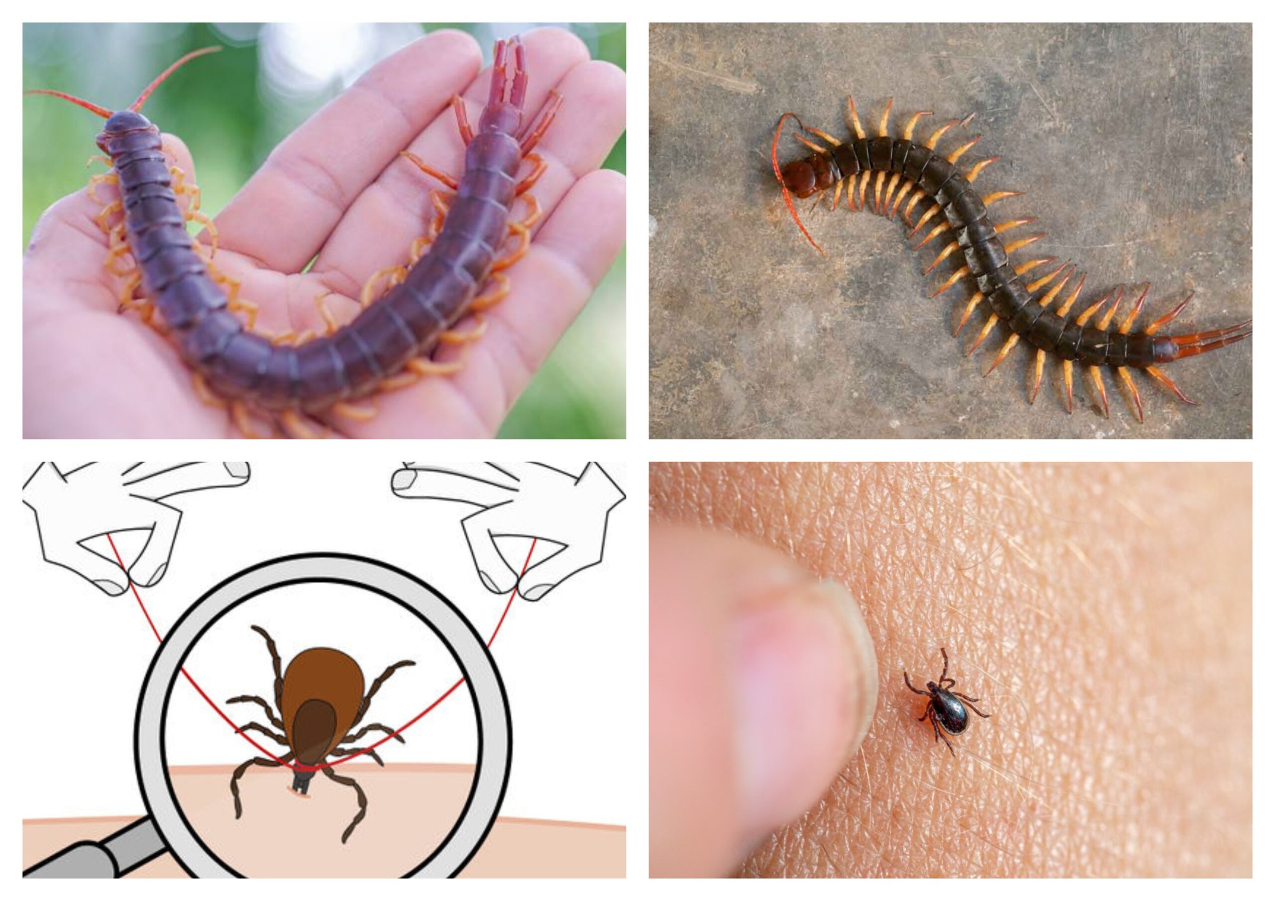 Her Deliğe Elini Sokma Ya Yılan Çıkar Ya Çıyan Ya da KENE