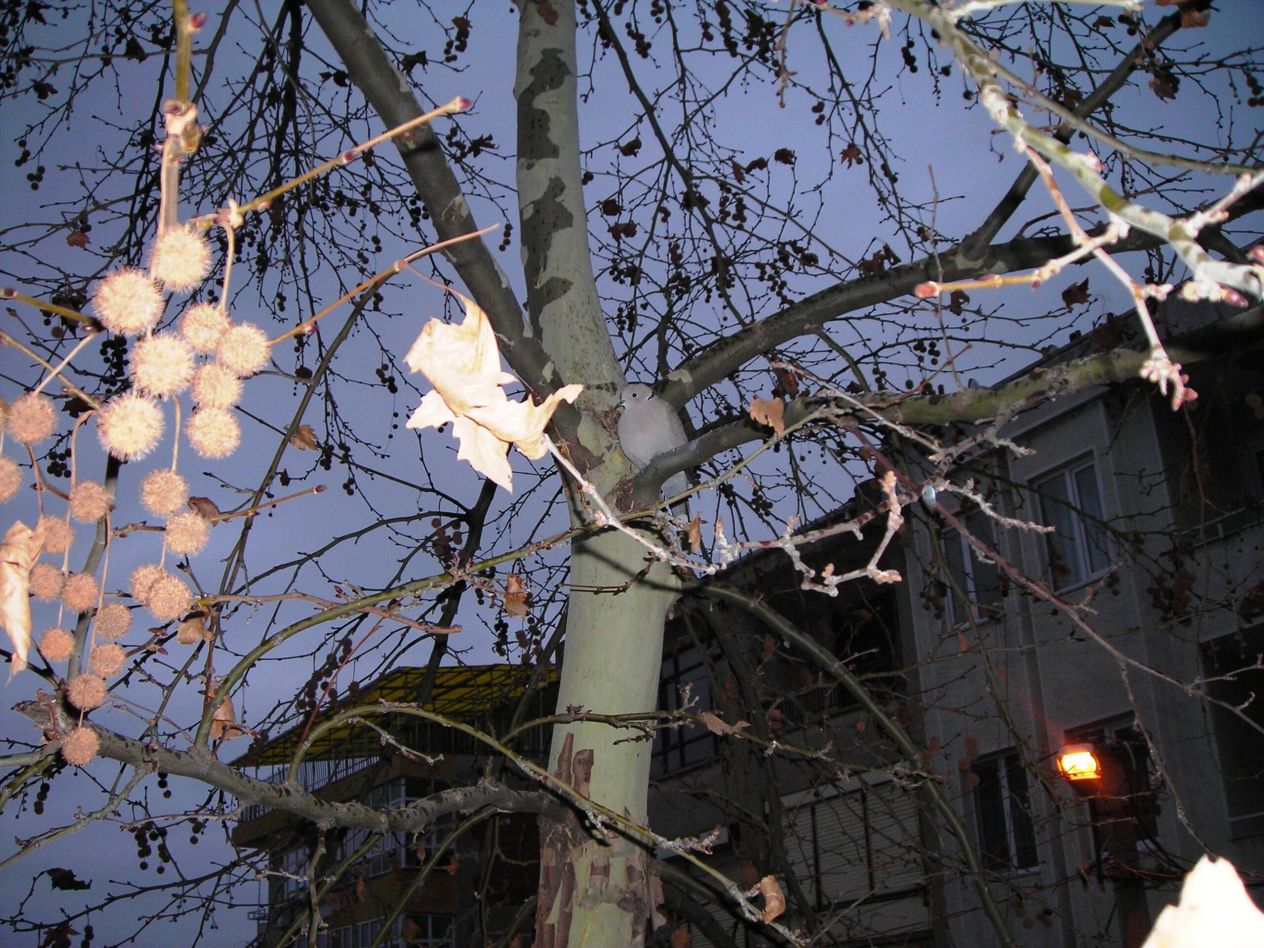 Geceyi Mavi Değil Karanlık Öldürür