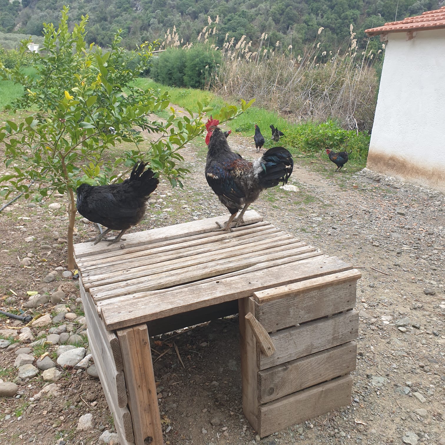 Dansöz Tavuklar Fazladan Göbek Atarsa