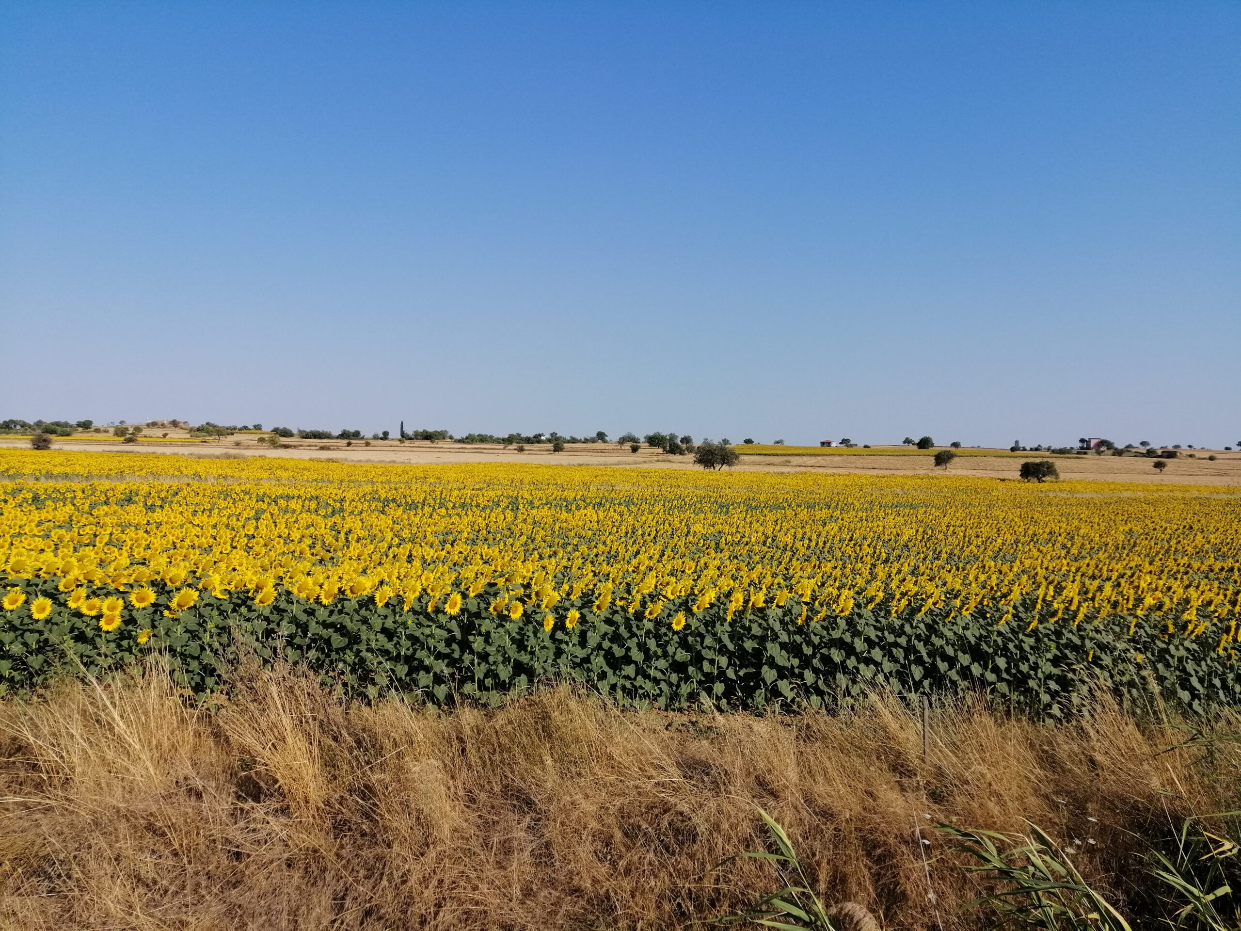 Dinle Sıcak Tarlaların Şu Mesut Kalplerimize Anlattıklarını