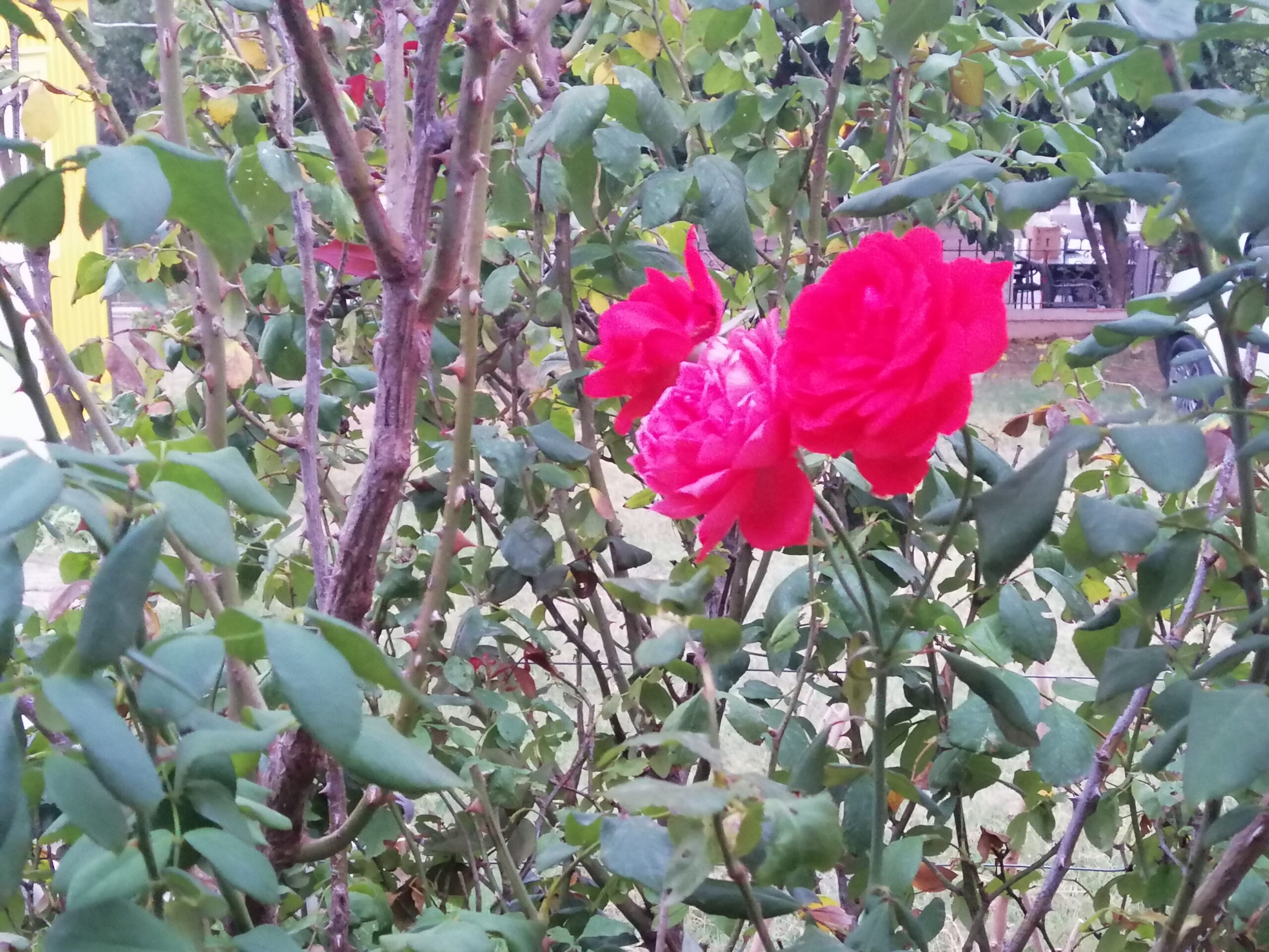 Kimi Bahçelerde Süslü Birer Çiçek mi Olsak?