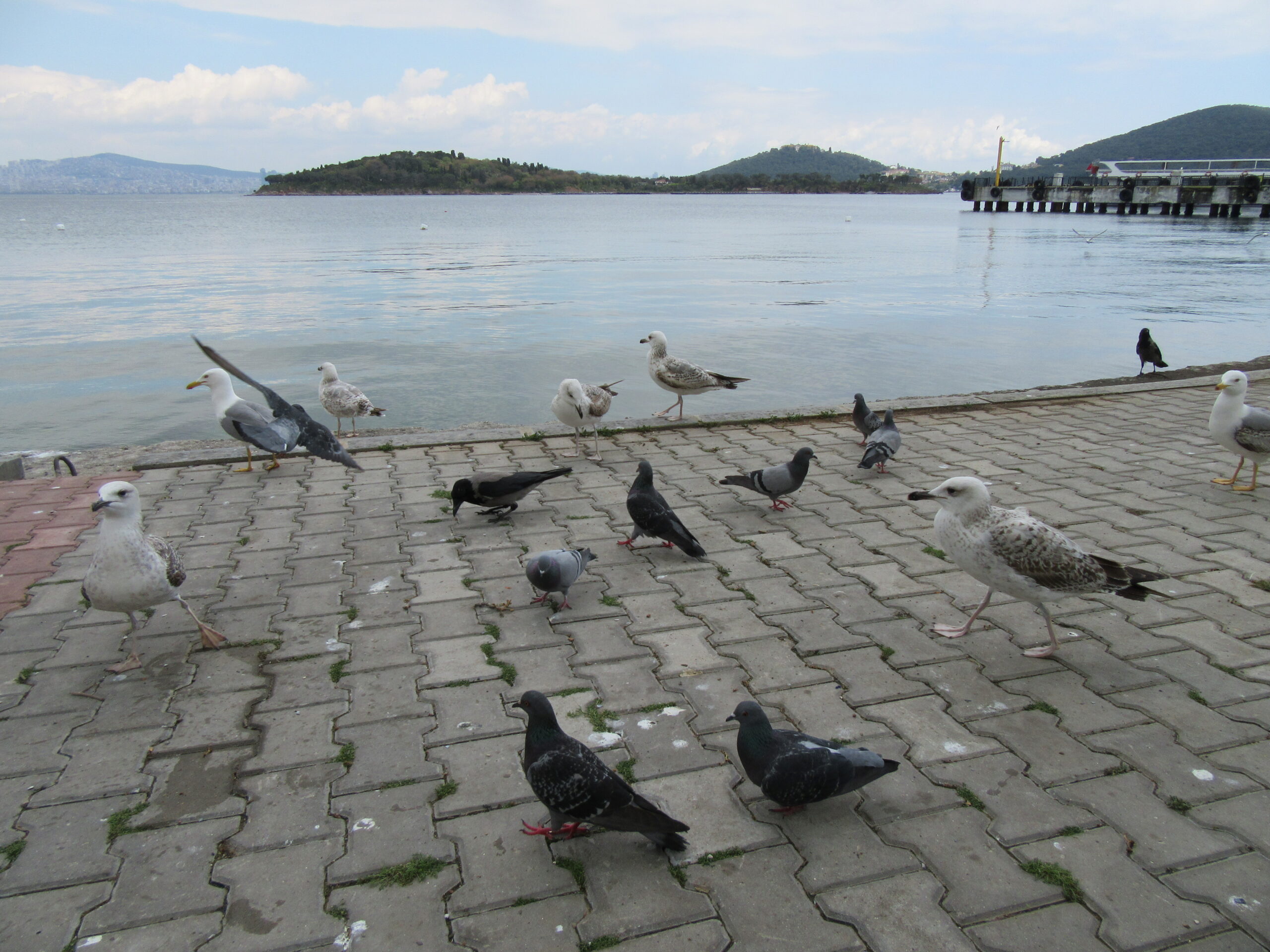 Bazen Bir Martı Aşkıyla Güvercin Olsak Gökyüzüne Kanatlansak