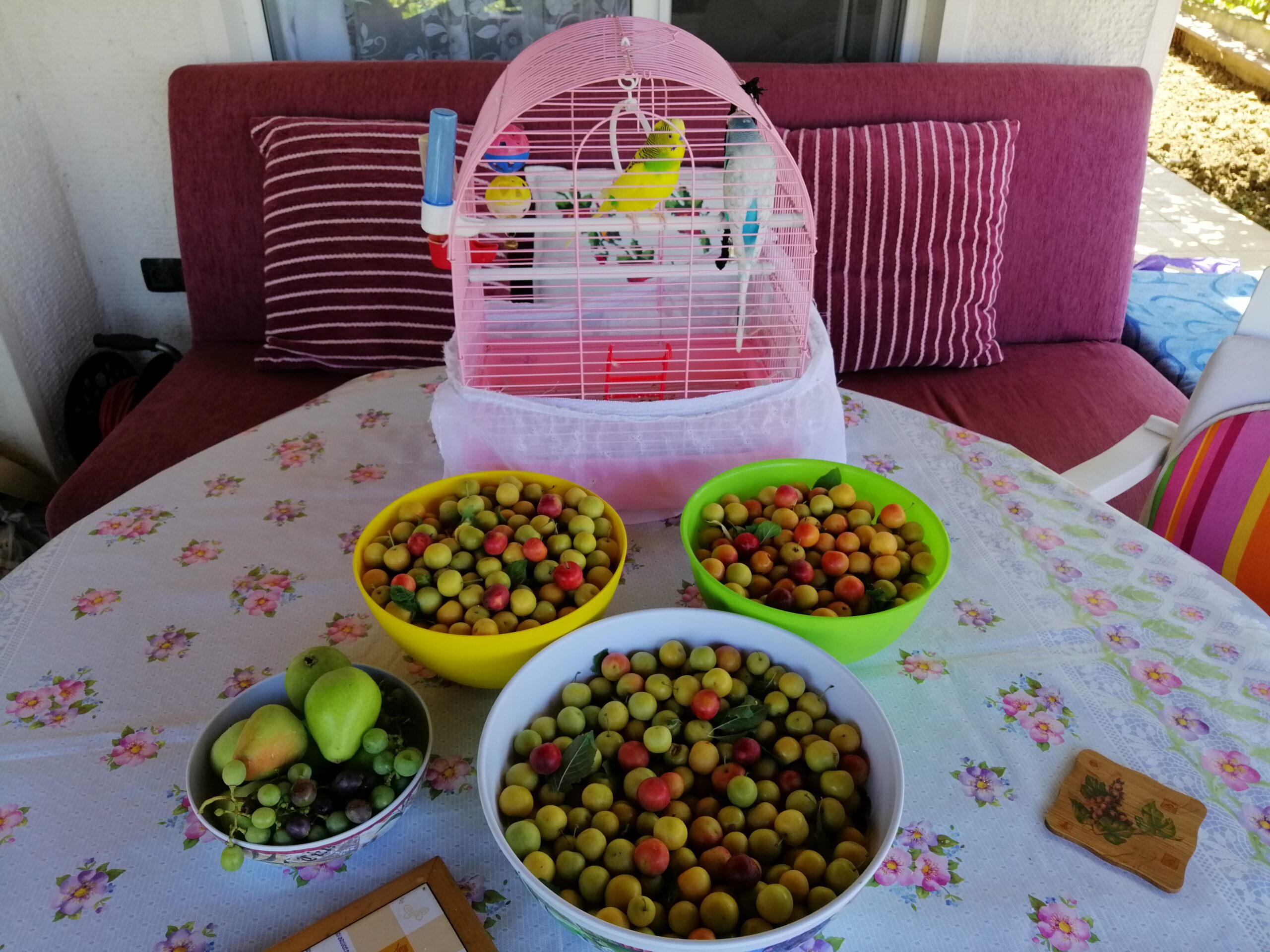 Açık Hava Verandasında Erik Kompostosu