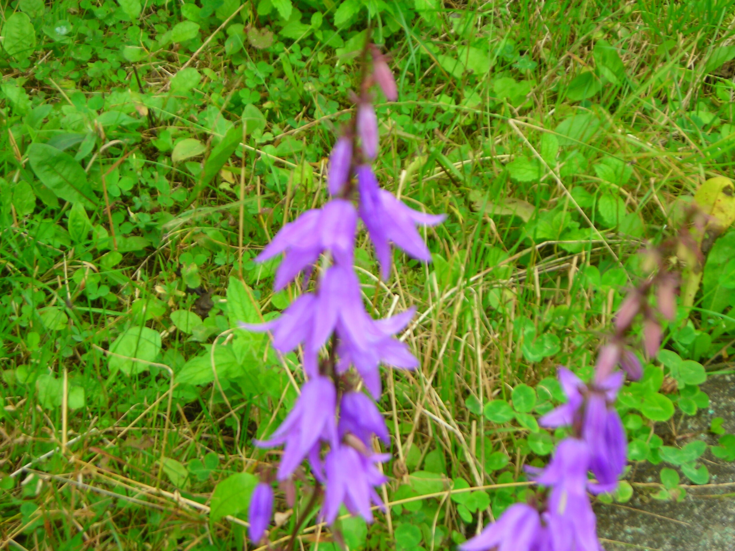 Toprak Bir Başka Eflatunlaşır Mor Çiçeklerle