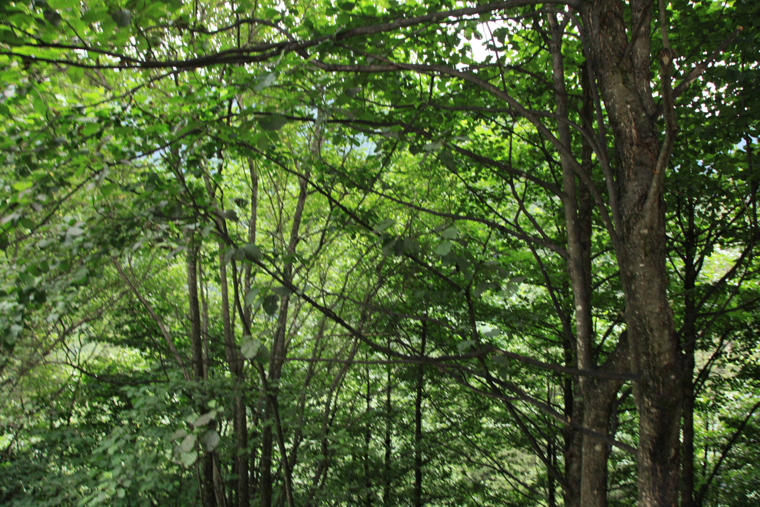 Yaban Hayat Şarkıları Fısıldar Ağaçlar Sevdalanırız Biz
