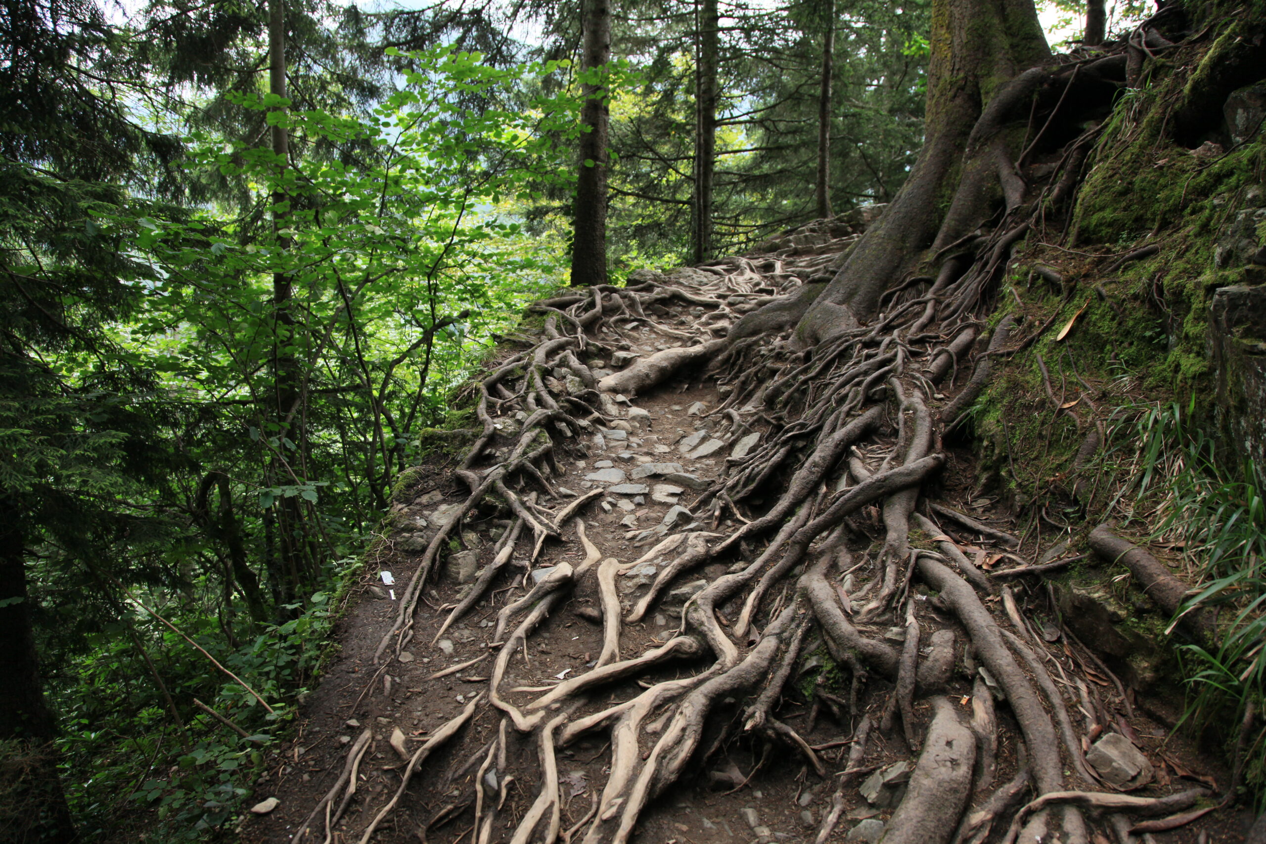 Sırnaşık Ağaçlarla Sarmaş Dolaş Bir Kamp Rüyası