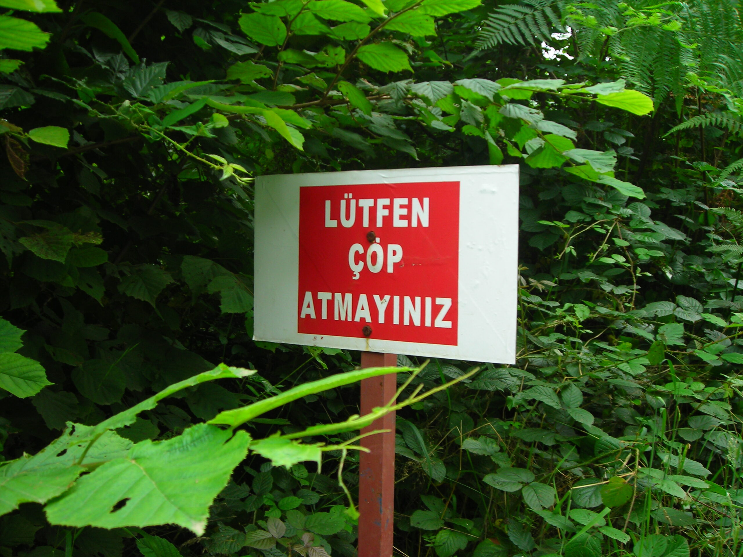 İnsan Zekasında Çöpsüz Günler Günlüğü