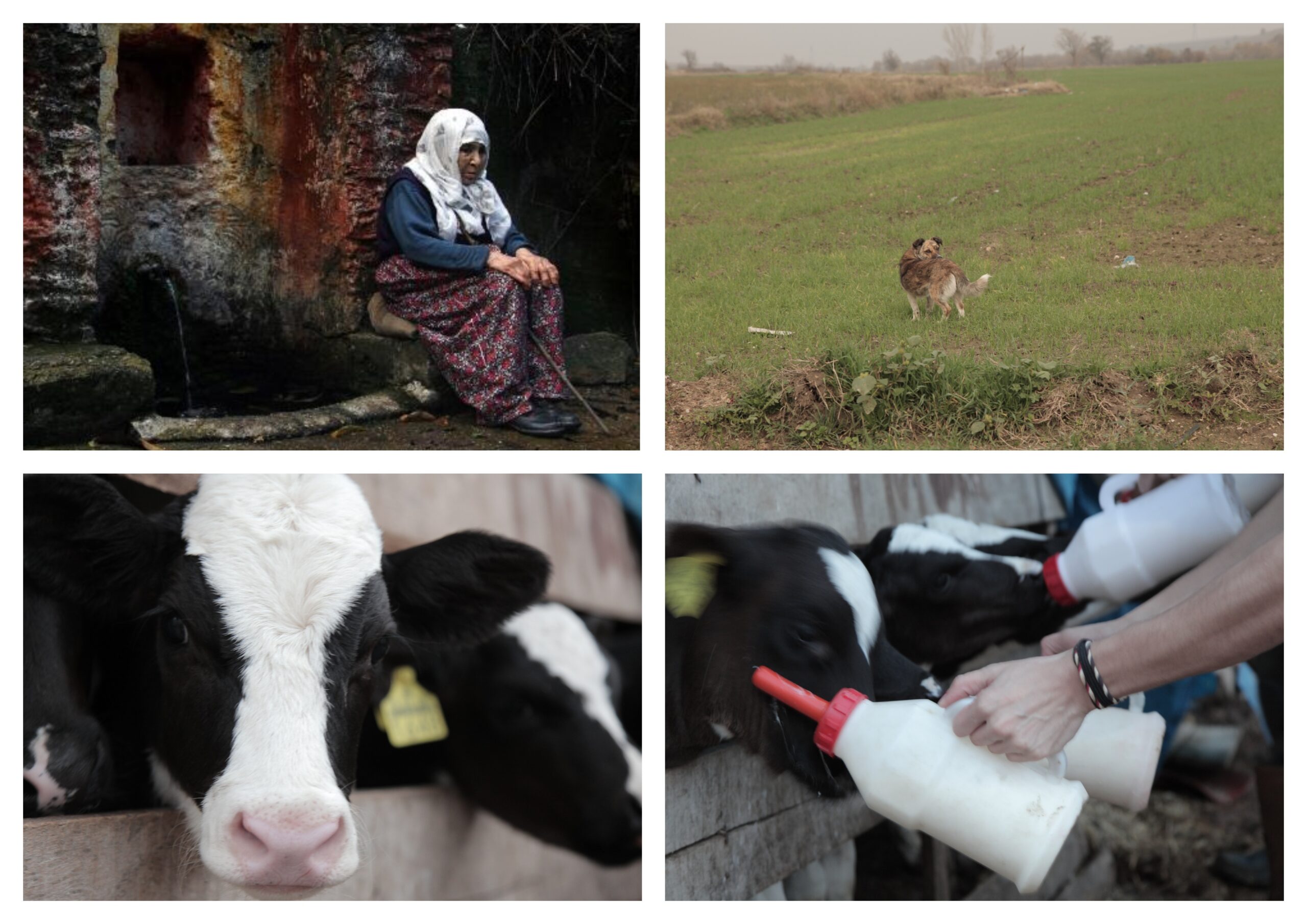 Dört Mevsim Romansı Bir Yaşam Yontusu