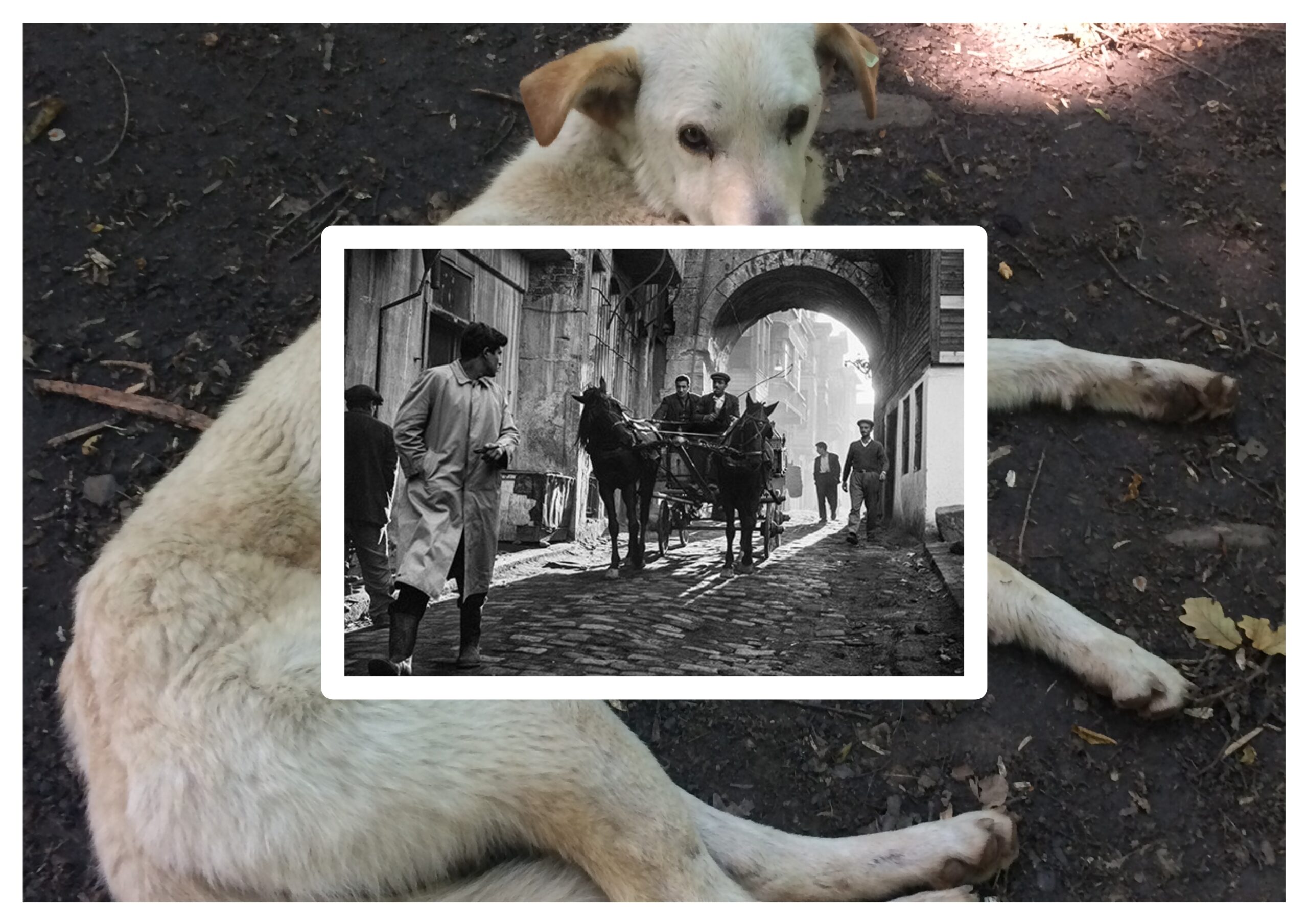 1950-1959 Yılları ~ [1959]