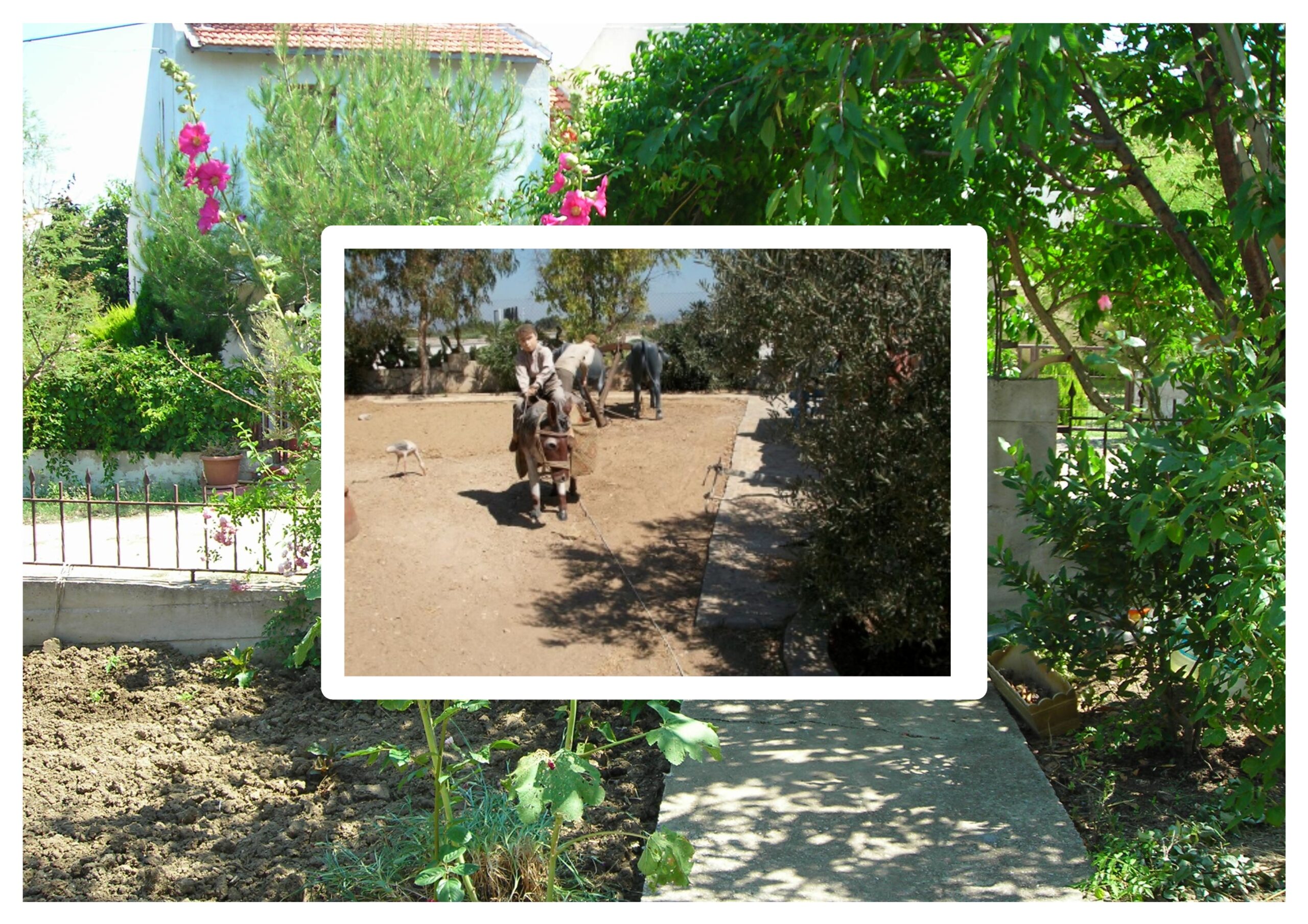 Kalabalıkta Eşeğin Kuyruğunu Çekme Kimi Uzun Der Kimi Kısa