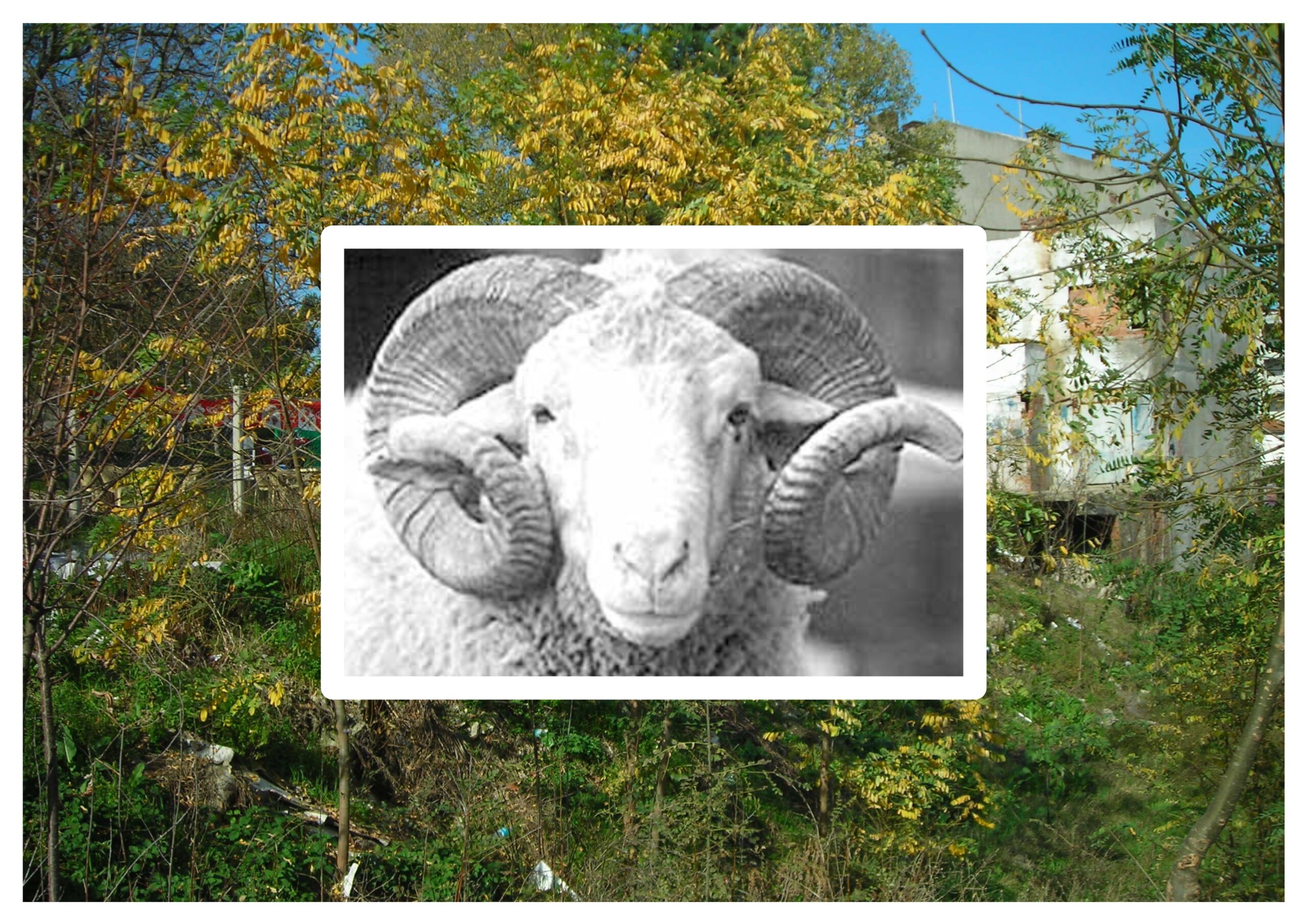 Vay Koçum, Nasıl da Çaktın Bana Ama!