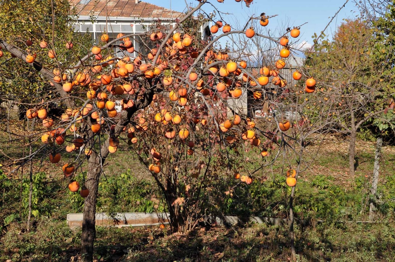 Kısmet İse Gelir Hint’ten Yemen’den Kısmet Değil İse Ne Gelir Elden