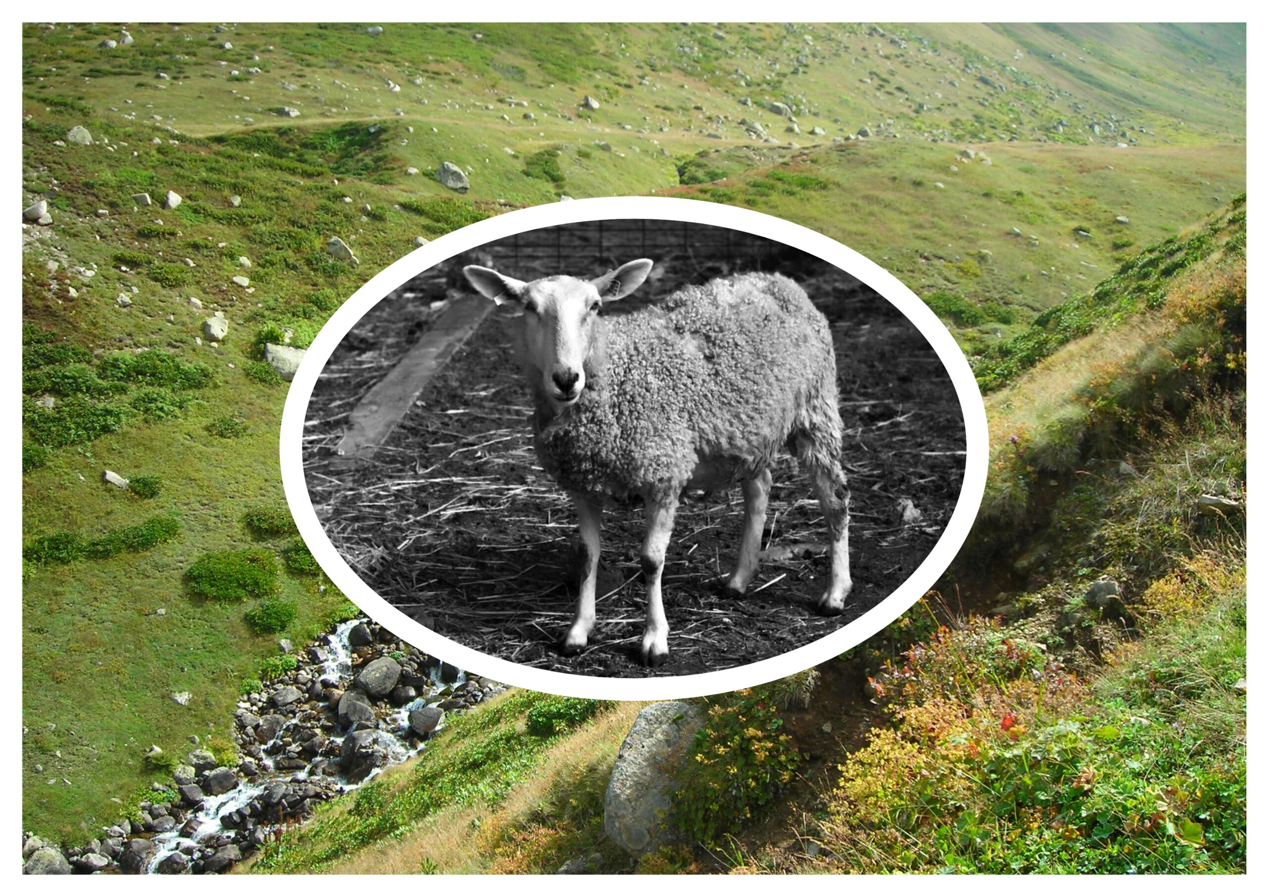 Kurbanlık Koyun Gibi Yünlerini Makasa Kaptırıyor