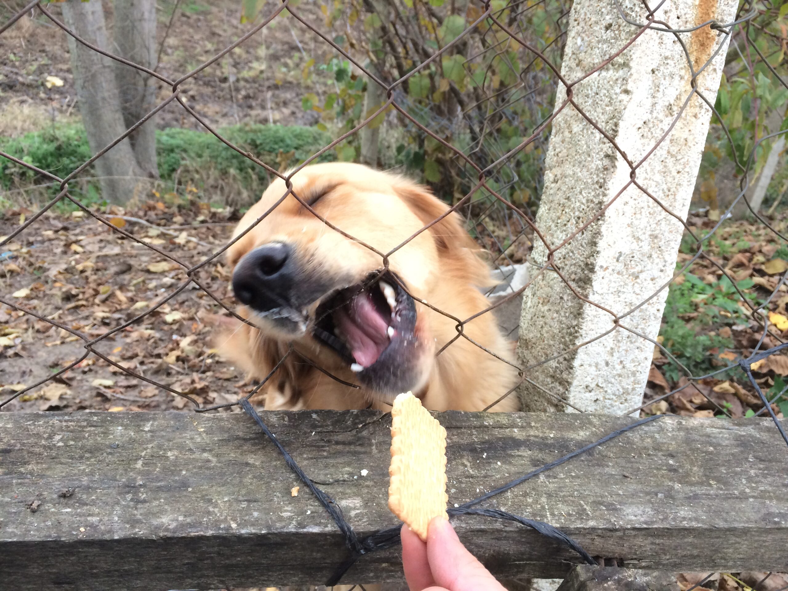 dİZİN “DEVAMI HAYAT” ~ [1876-1944]