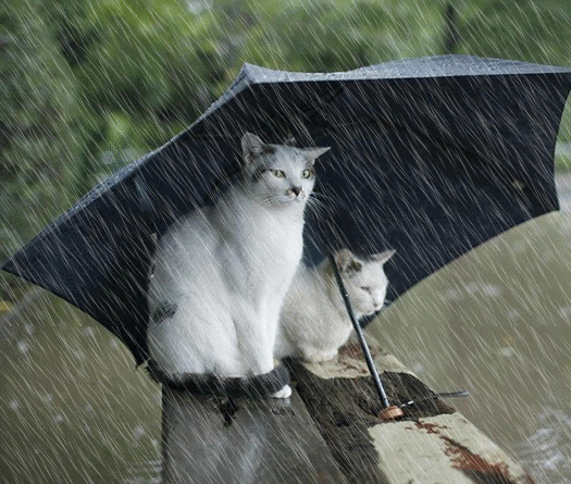 Yağmur Yağmazsa Babam Yağarsa Biz Ağlarız