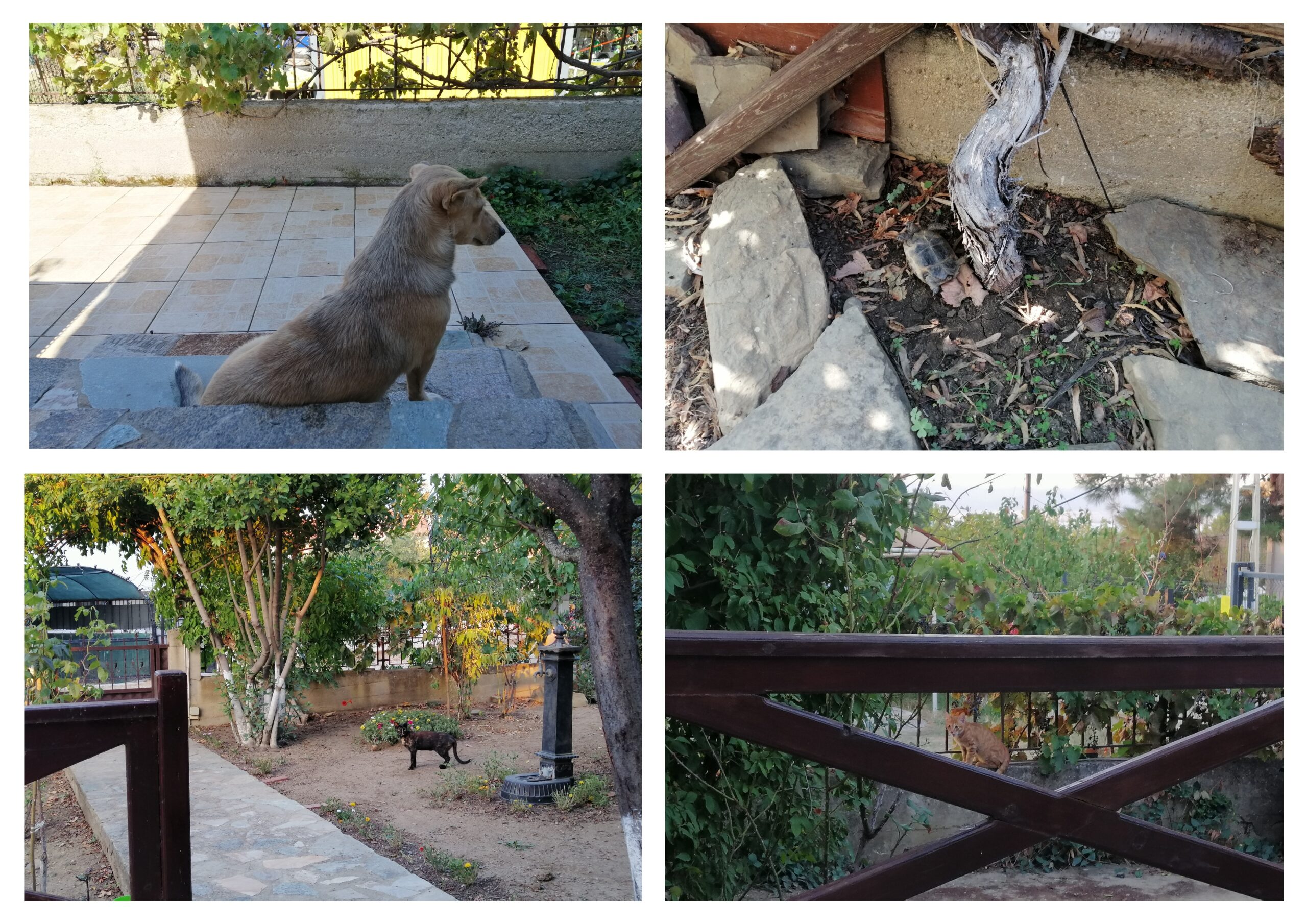 Kirazlar Geçti Erikler Geçti Yaz Geçti