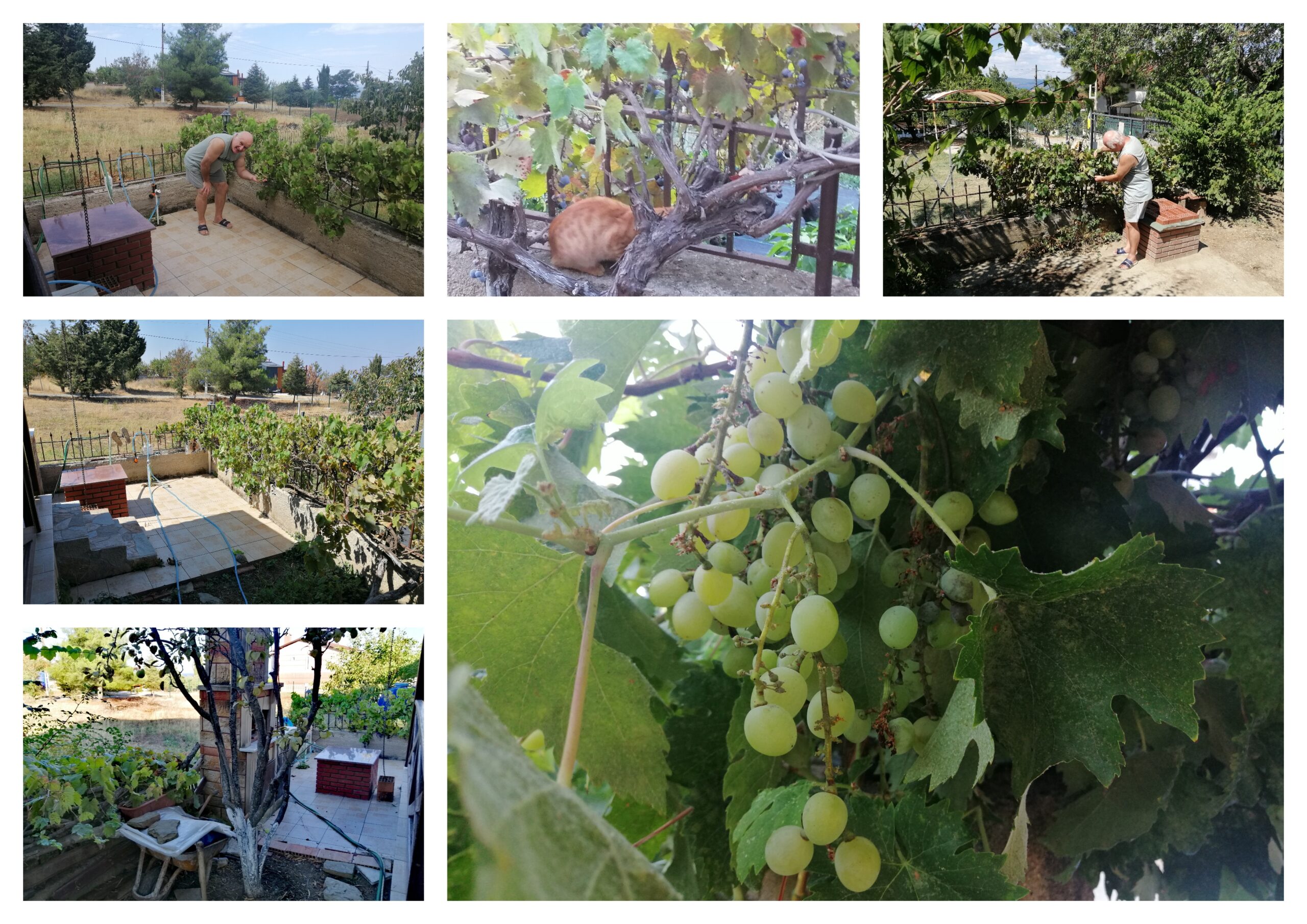 Bol Üzümlü Bir Uzun Mektup Gibi Saros Aşkı