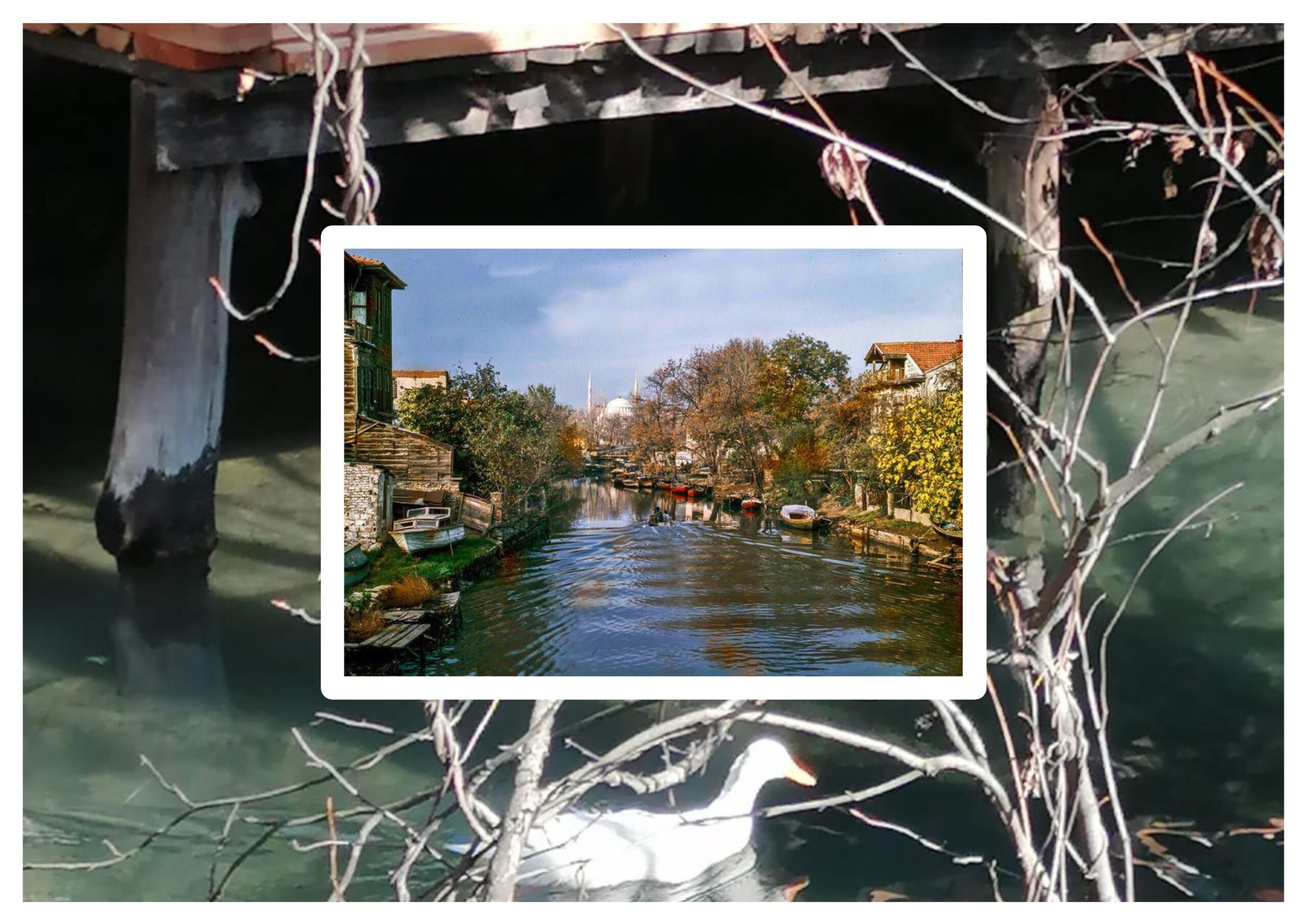 Şaşkın Ördek Başını Bırakır Kıçından Dalar