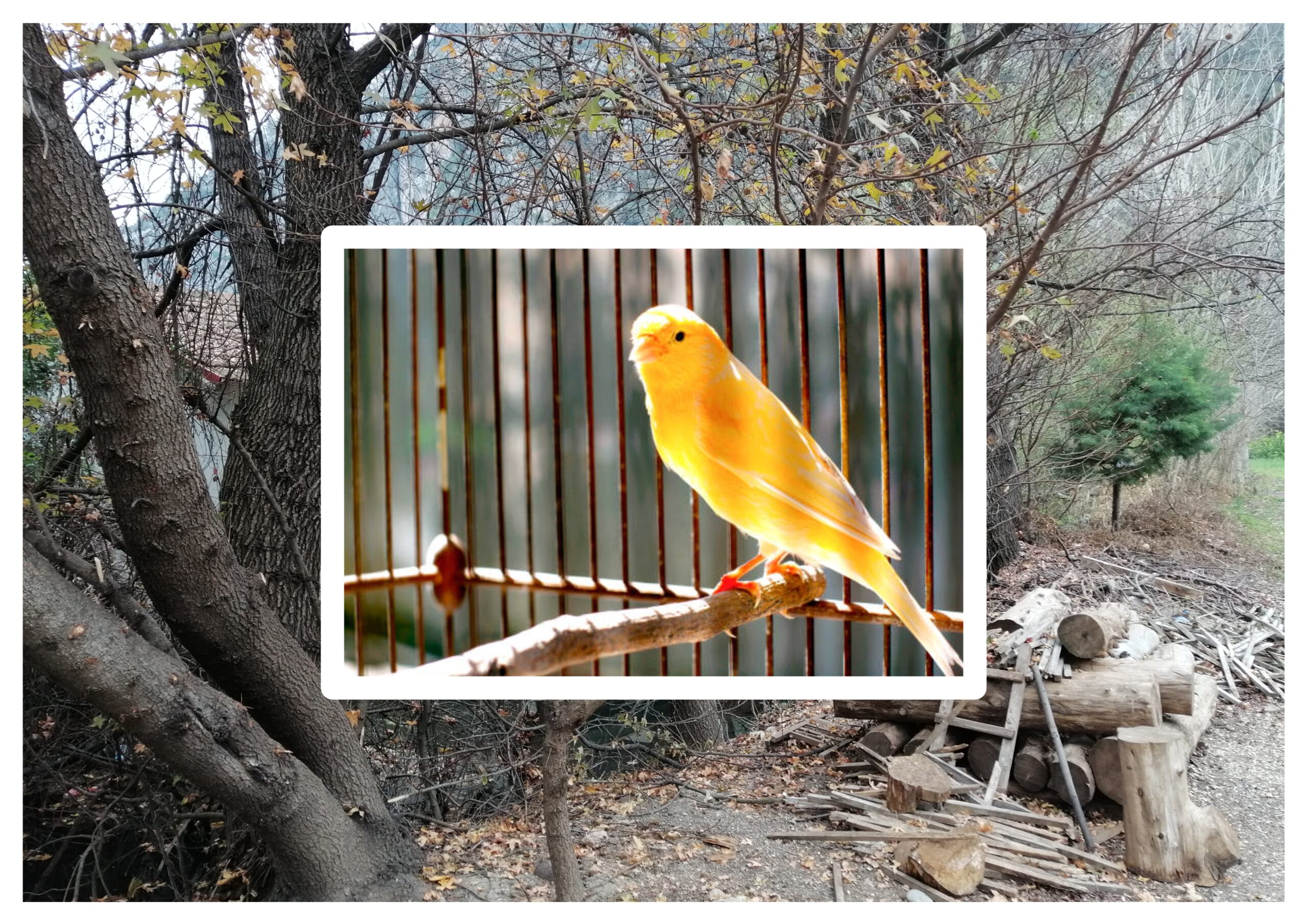 Yasak Meyve Yiyen Kanaryaların Suskunluğu
