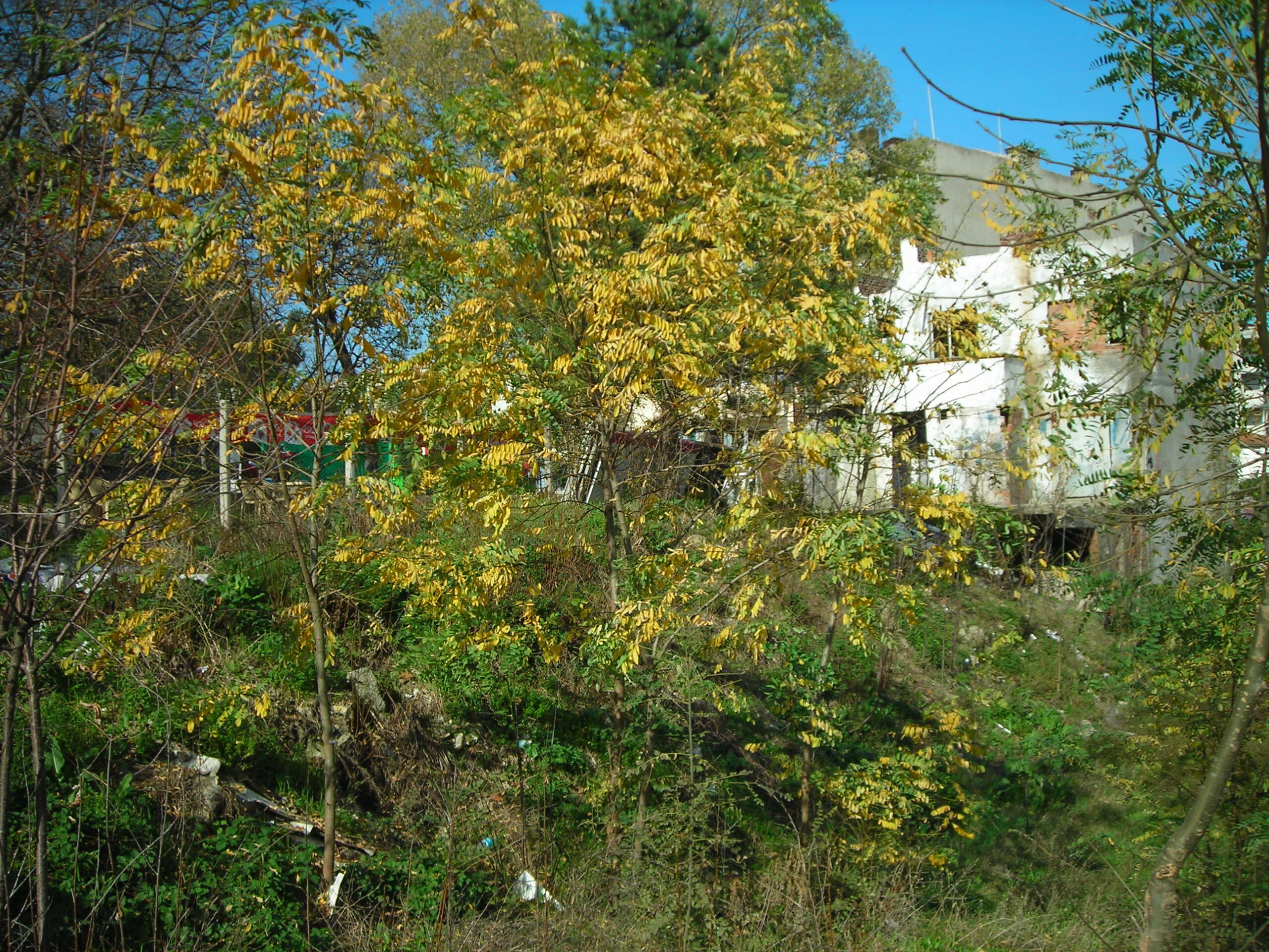 Vişne Ağaçları Tepesinde Gezinen Bir Dikişseverim